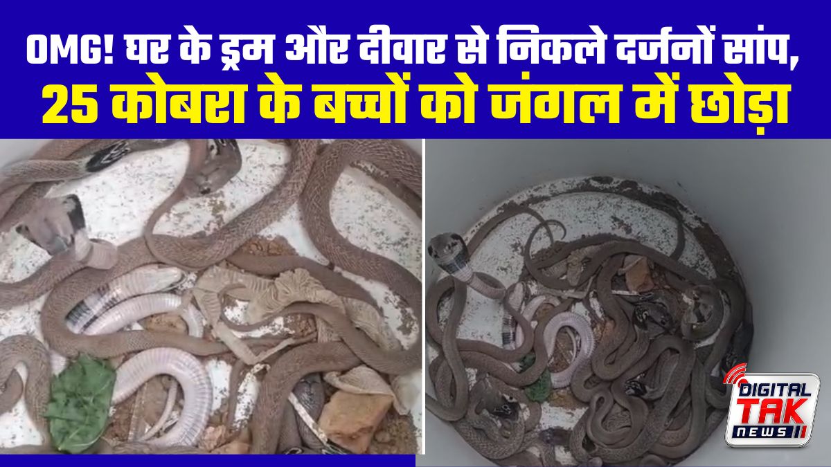 अंबेडकरनगर में घर से निकले 25 कोबरा के बच्चे और एक नाग, घंटों की मशक्कत के बाद पकड़े गए